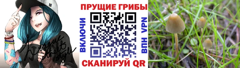 купить   Красавино  Псилоцибиновые грибы мухоморы 